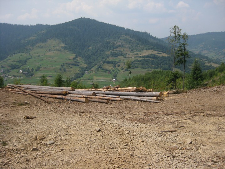 Рубають ліс